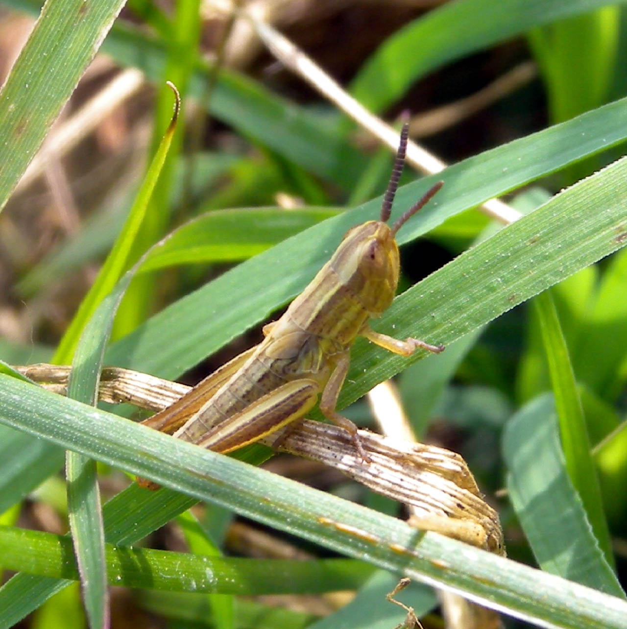 Identificazione ortottero